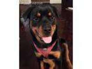 Rottweiler Puppy for sale in Bridgeport, CT, USA