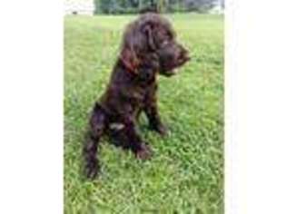 Boykin Spaniel Puppy for sale in Blackville, SC, USA