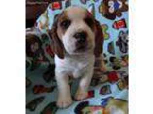 Beagle Puppy for sale in Riverside, CA, USA