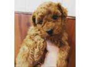 Mutt Puppy for sale in New Rochelle, NY, USA