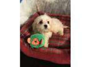 Cavachon Puppy for sale in Avon, IN, USA