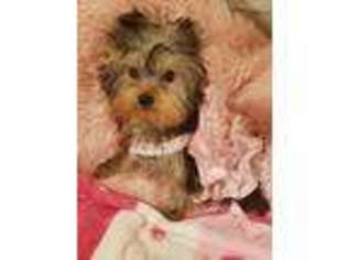 Yorkshire Terrier Puppy for sale in TARIFFVILLE, CT, USA