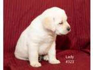 Labrador Retriever Puppy for sale in Wheeling, MO, USA