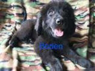 Newfoundland Puppy for sale in Afton, IA, USA