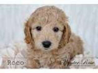 Goldendoodle Puppy for sale in New Albany, OH, USA