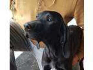 German Shorthaired Pointer Puppy for sale in Laingsburg, MI, USA