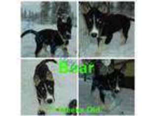 Siberian Husky Puppy for sale in Heron, MT, USA