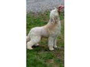 Labradoodle Puppy for sale in Scott Depot, WV, USA