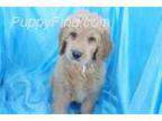 Goldendoodle Puppy for sale in Summerfield, NC, USA