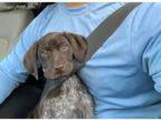 German Shorthaired Pointer Puppy for sale in Hialeah, FL, USA