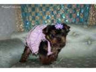 Yorkshire Terrier Puppy for sale in San Antonio, TX, USA