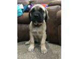 Mastiff Puppy for sale in Cisne, IL, USA