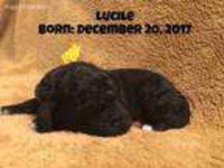 Mutt Puppy for sale in Hyrum, UT, USA