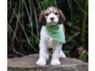 English Springer Spaniel Puppy for sale in London, KY, USA