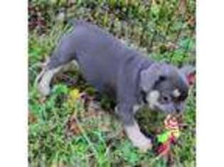 French Bulldog Puppy for sale in Jasonville, IN, USA