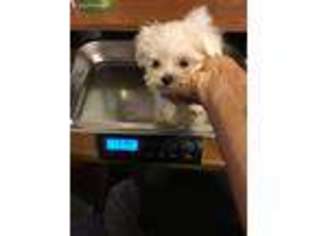 Maltese Puppy for sale in RICHMOND, MO, USA