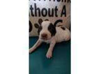 Brittany Puppy for sale in Bethpage, TN, USA