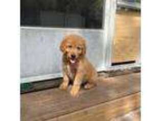 Golden Retriever Puppy for sale in Morriston, FL, USA