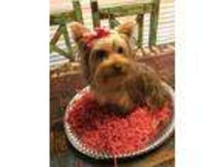 Yorkshire Terrier Puppy for sale in Pilot Point, TX, USA