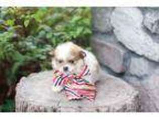 Pomeranian Puppy for sale in Lodi, NY, USA