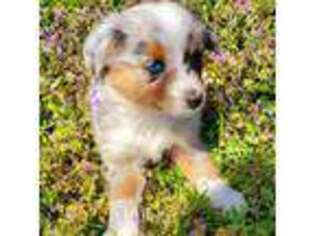 Australian Shepherd Puppy for sale in Linden, TX, USA