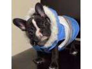 French Bulldog Puppy for sale in Twin Falls, ID, USA
