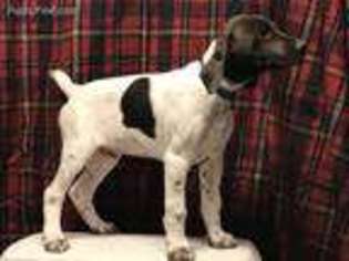 German Shorthaired Pointer Puppy for sale in Chesapeake, VA, USA