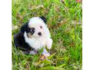 Miniature Australian Shepherd Puppy for sale in Mccomb, MS, USA