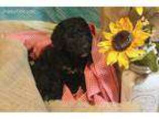 Labradoodle Puppy for sale in Brentwood, TN, USA