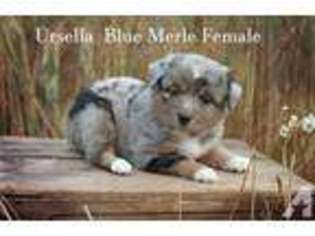 Australian Shepherd Puppy for sale in MECHANICSBURG, PA, USA