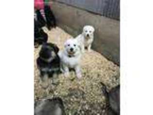 German Shepherd Dog Puppy for sale in Geneseo, IL, USA