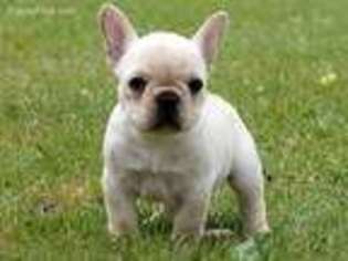 French Bulldog Puppy for sale in Oneonta, AL, USA
