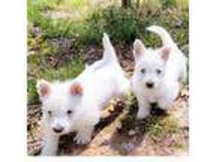West Highland White Terrier Puppy for sale in Hoschton, GA, USA