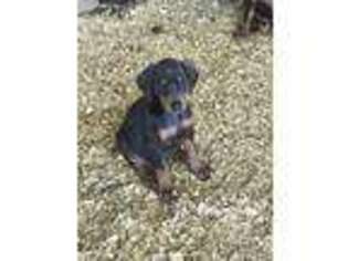 Doberman Pinscher Puppy for sale in Madison, MS, USA