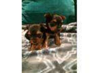 Yorkshire Terrier Puppy for sale in Tracy, CA, USA