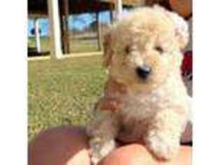 Goldendoodle Puppy for sale in Tifton, GA, USA