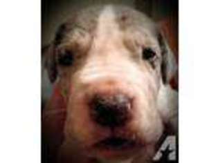 Great Dane Puppy for sale in VALDOSTA, GA, USA