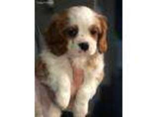 Cavalier King Charles Spaniel Puppy for sale in Niangua, MO, USA