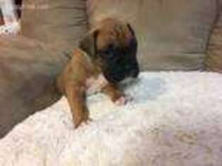 Boxer Puppy for sale in Trinity, AL, USA