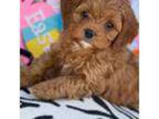 Cavapoo Puppy for sale in Mineola, TX, USA