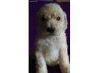 Labradoodle Puppy for sale in Dundalk, MD, USA