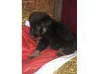 German Shepherd Dog Puppy for sale in Excelsior Springs, MO, USA