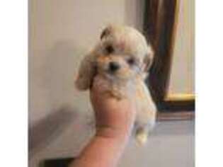 Shorkie Tzu Puppy for sale in Edwardsville, IL, USA