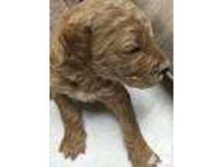 Goldendoodle Puppy for sale in BEDFORD, IN, USA
