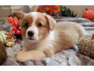 Pembroke Welsh Corgi Puppy for sale in Truckee, CA, USA