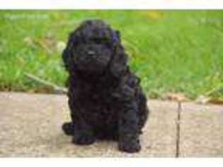 Cock-A-Poo Puppy for sale in Manawa, WI, USA