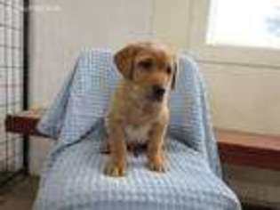 Labrador Retriever Puppy for sale in Athens, WI, USA