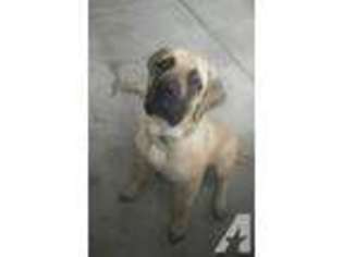 Mastiff Puppy for sale in Henderson, NV, USA
