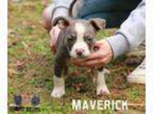 Mutt Puppy for sale in Mayflower, AR, USA