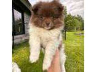 Pomeranian Puppy for sale in Hailey, ID, USA